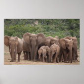 Poster Eléphant (Devant)