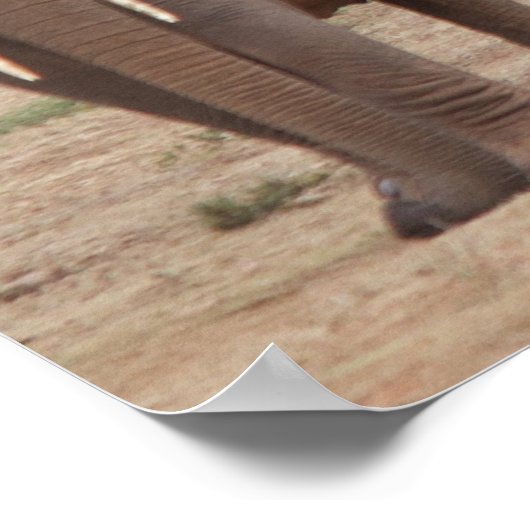 Poster Eléphant (Coin)