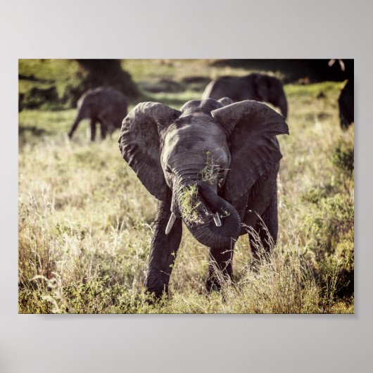 Poster Elephant (Devant)