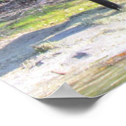 Poster éléphant (Coin)