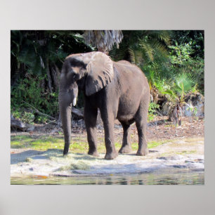 Poster éléphant
