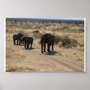 Poster Eléphant