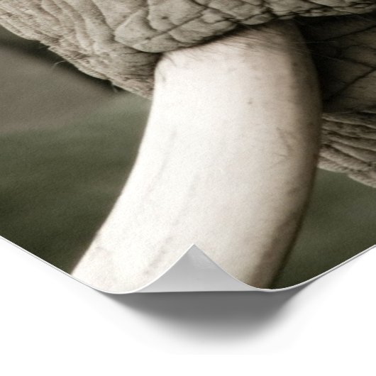 Poster éléphant (Coin)