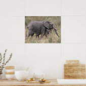 Poster éléphant à défenses (Cuisine)