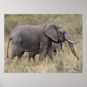 Poster éléphant à défenses
