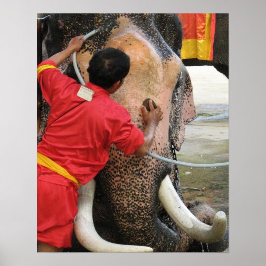 Poster Éléphant à l'heure du bain... Ayutthaya, Thaïlande (Devant)