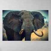 Poster Eléphant africain (Devant)