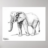 Poster Eléphant africain (Devant)