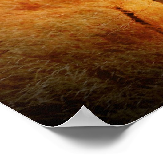 Poster Eléphant africain (Coin)