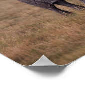 Poster Eléphant africain avec bébé (Coin)