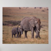 Poster Eléphant africain avec bébé (Devant)