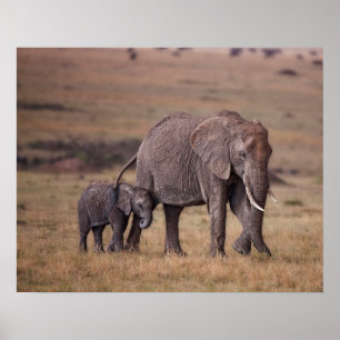 Poster Eléphant africain avec bébé