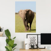 Poster Eléphant africain (Loxodonta Africana), Massai (Bureau à domicile)