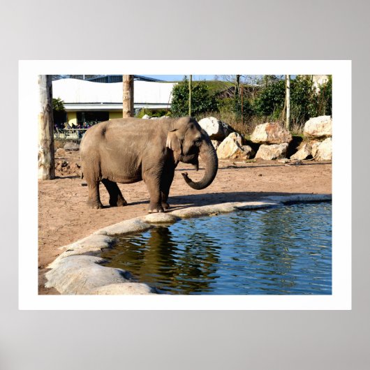 Poster éléphant asiatique (Devant)