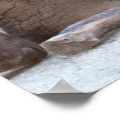 Poster Eléphant bébé (Coin)