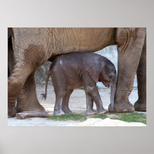 Poster Eléphant bébé (Devant)