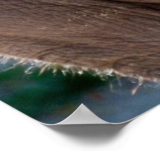 Poster Eléphant bébé (Coin)