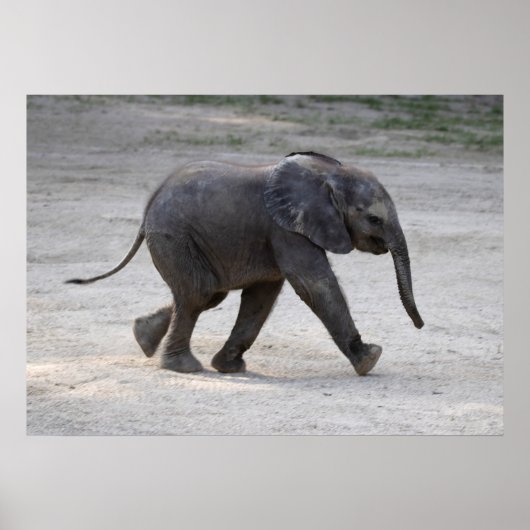 Poster Eléphant bébé doux Kibali (Devant)