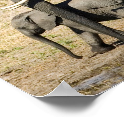 Poster Eléphant bébé et mère (Coin)