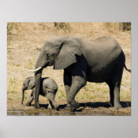 Eléphant bébé et mère
