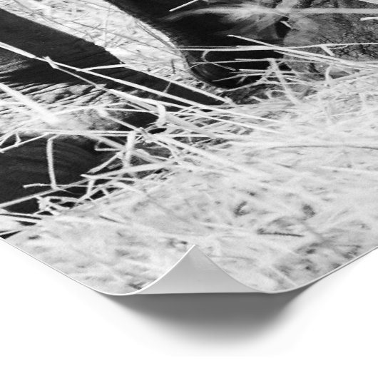 Poster Éléphant Bébé Faune Noir et Blanc (Coin)