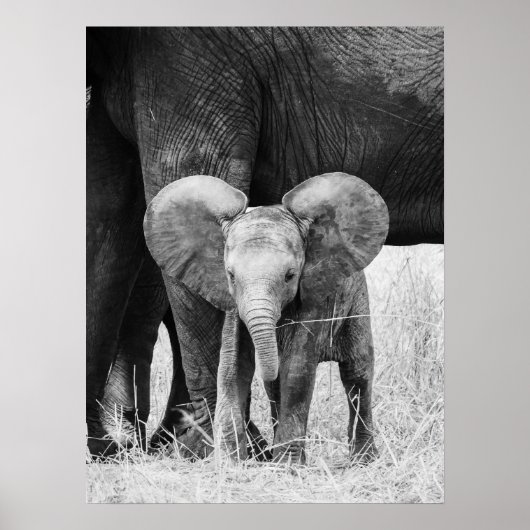 Poster Éléphant Bébé Faune Noir et Blanc (Devant)