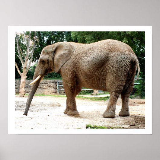 Poster éléphant d'Afrique animal (Devant)