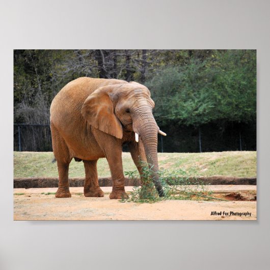 Poster Éléphant d'Afrique dans le parc (Devant)