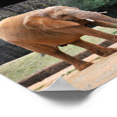 Poster Éléphant d'Afrique dans le parc (Coin)