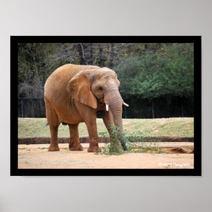 Poster Éléphant d'Afrique dans le parc