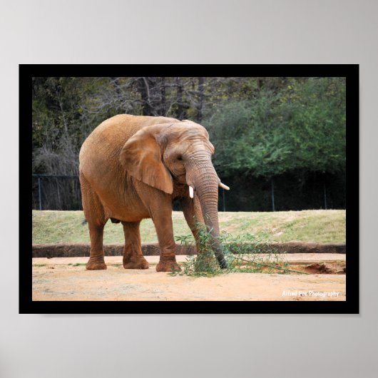 Poster Éléphant d'Afrique dans le parc (Devant)