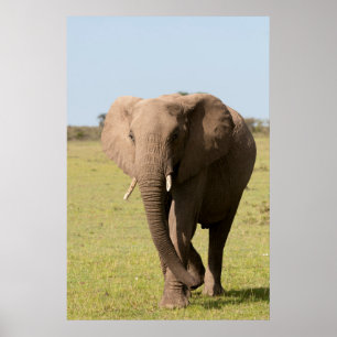 Poster Éléphant d'Afrique (Loxodonta Africana), Maasai