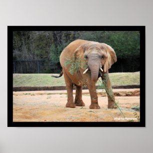 Poster Éléphant d'Afrique mangeant