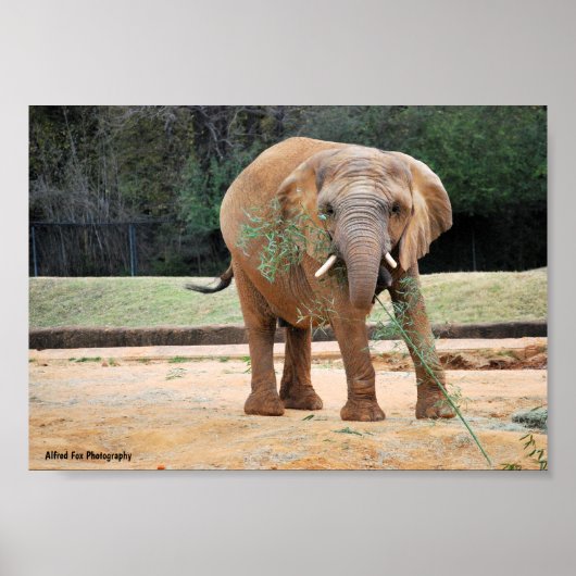 Poster Éléphant d'Afrique mangeant (Devant)