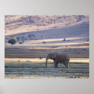 Poster Elephant dans le cratère de Ngorongoro — Safari de