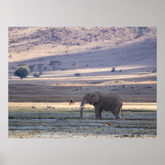 Poster Elephant dans le cratère de Ngorongoro — Safari de (Devant)