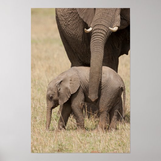 Poster Éléphant de bébé africain avec mère (Devant)