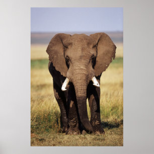 Poster Eléphant de Bush en Afrique