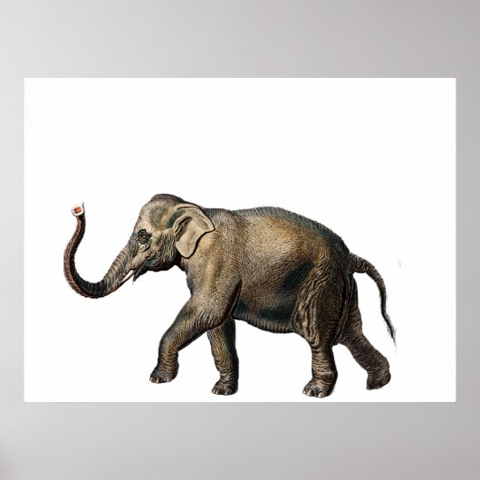 Poster Éléphant de la faune (Devant)