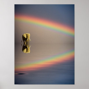 Poster Éléphant, eau et arc-en-ciel, Kenya