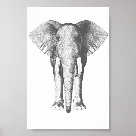 Poster Eléphant en noir et blanc (Devant)