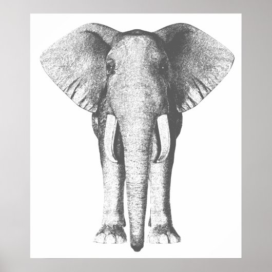Poster Eléphant en noir et blanc (Devant)