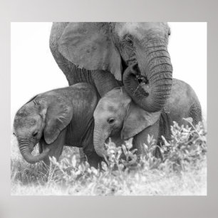 Poster Eléphant et deux veaux Samburu