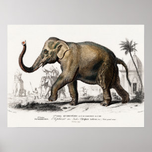 Poster Elephant Illustration Vintage Art Print