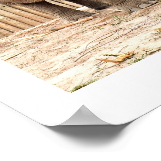 Poster éléphant indien (Coin)