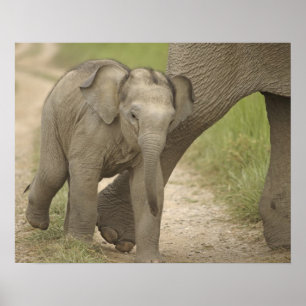 Poster Éléphant indien / asiatique et jeune, Corbett 2