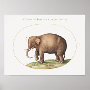 Poster Eléphant Joris Hoefnagel avec éclairage d'insectes