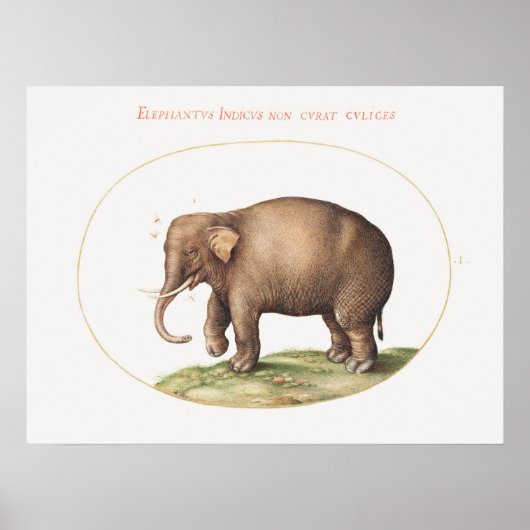 Poster Eléphant Joris Hoefnagel avec éclairage d'insectes (Devant)
