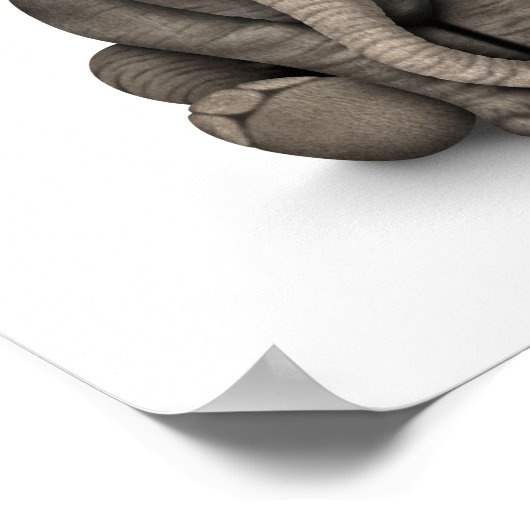 Poster Eléphant mignon bébé avec lunettes de lecture Blan (Coin)