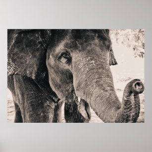 Poster Eléphant Noir et Blanc Afrique Animaux